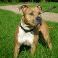 American Staffordshire Terrier