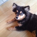Finse Lappenhond