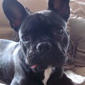 Franse Bulldog