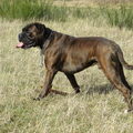 Boxer