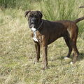 Boxer