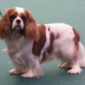 Nelly (particulier geen kennel)