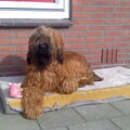 Briard