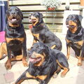 Rottweiler