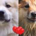 IJslandse Hond
