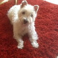 West Highland White Terrier
