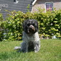 Schapendoes