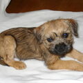 Border Terrier