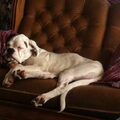 Boxer