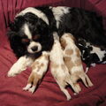 Nelly (particulier geen kennel)