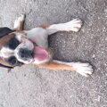 Boxer