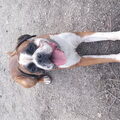 Boxer