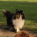 Shetland Sheepdog