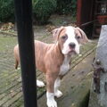 Amerikaanse Bulldog