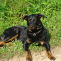 Beauceron