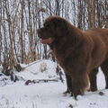 Newfoundlander