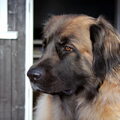 Leonberger