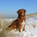 Nova Scotia Duck Tolling Retriever