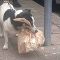 Jack Russell Terrier