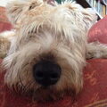 Irish Softcoated Wheaten Terriër