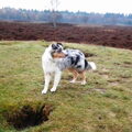 Australian Shepherd