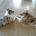 Australian Shepherd
