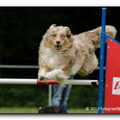 Australian Shepherd