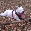 American Staffordshire Terrier