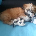 Lhasa Apso
