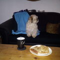 Lhasa Apso