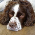 Engelse Springer Spaniel