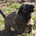 Merza
