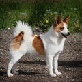 Norrbottenspets