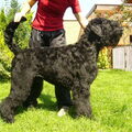 Zwarte Russische Terrier