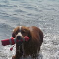 Nova Scotia Duck Tolling Retriever