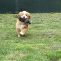 Nova Scotia Duck Tolling Retriever