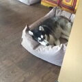 Siberian Husky