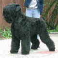 Zwarte Russische Terrier