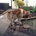 Siberian Husky