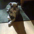 Old English Bulldog