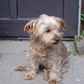 Silky Terrier