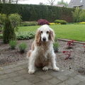 Welsh Springer Spaniel
