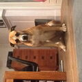 American Staffordshire Terrier