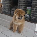 Chow chow