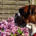 Boxer