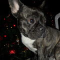 Franse Bulldog