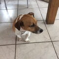 Jack Russell Terrier