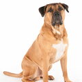 Dogo Canario
