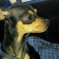 Dwergpinscher