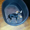 Dwergpinscher